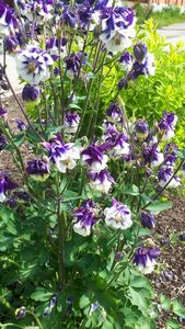 Аквилегия (водосбор)